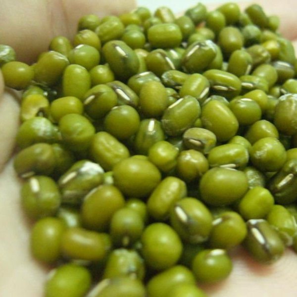 Mung Beans – METORION HOLDING APS